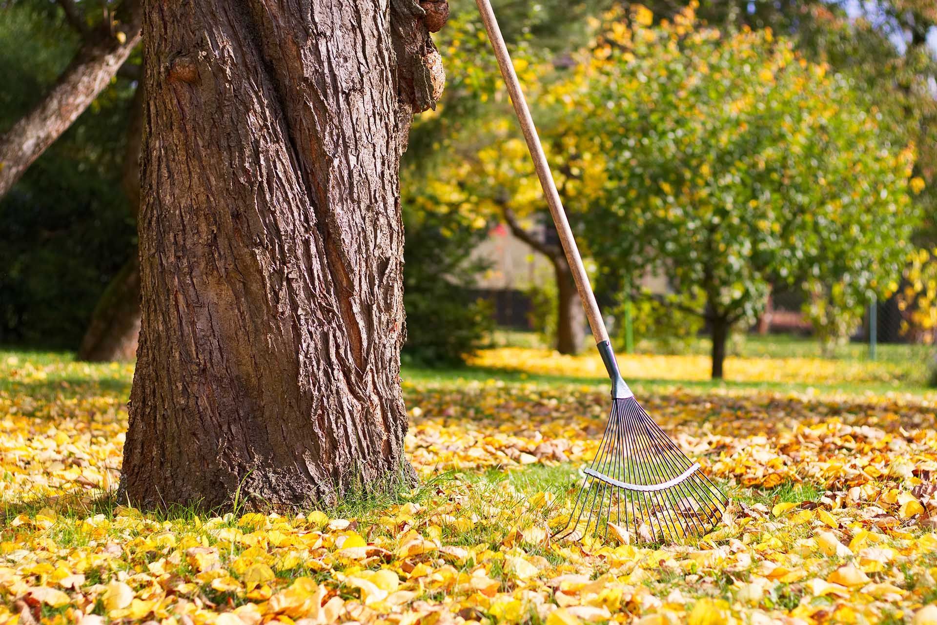 a rake with fallen leaves on a landscape