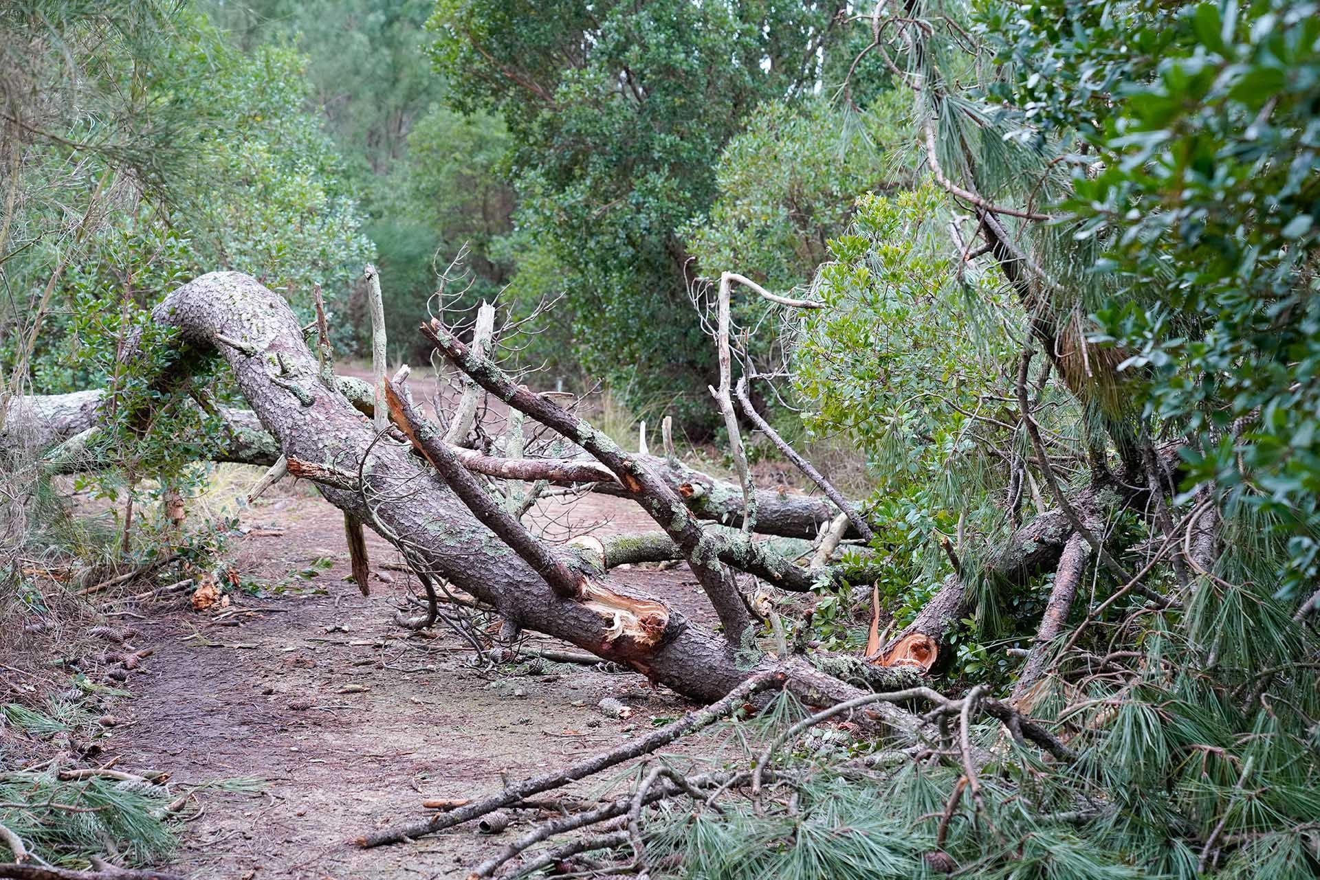 a dead tree with broken trunk