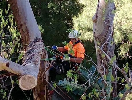 tree arborist