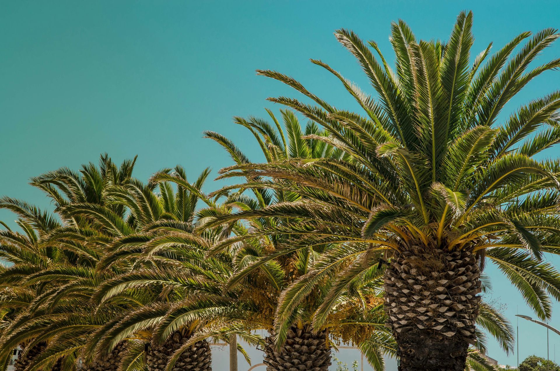 worker climbing palm tree