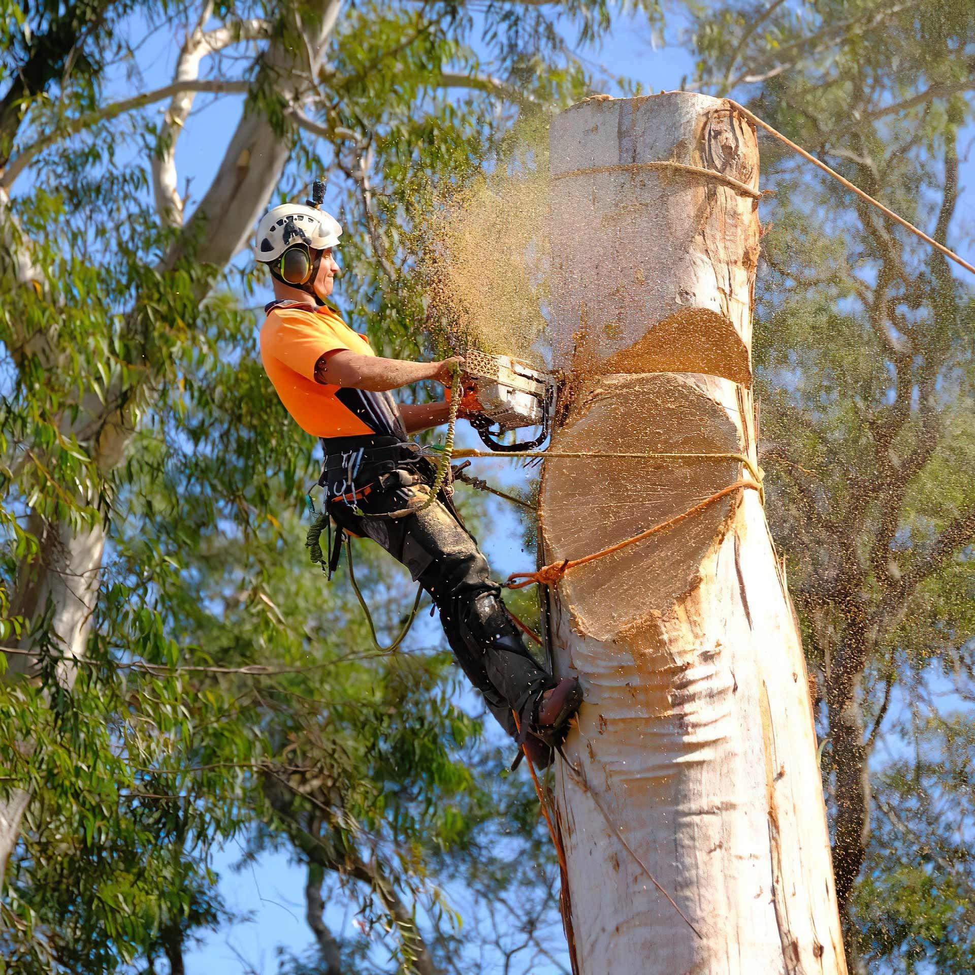 tree removal process