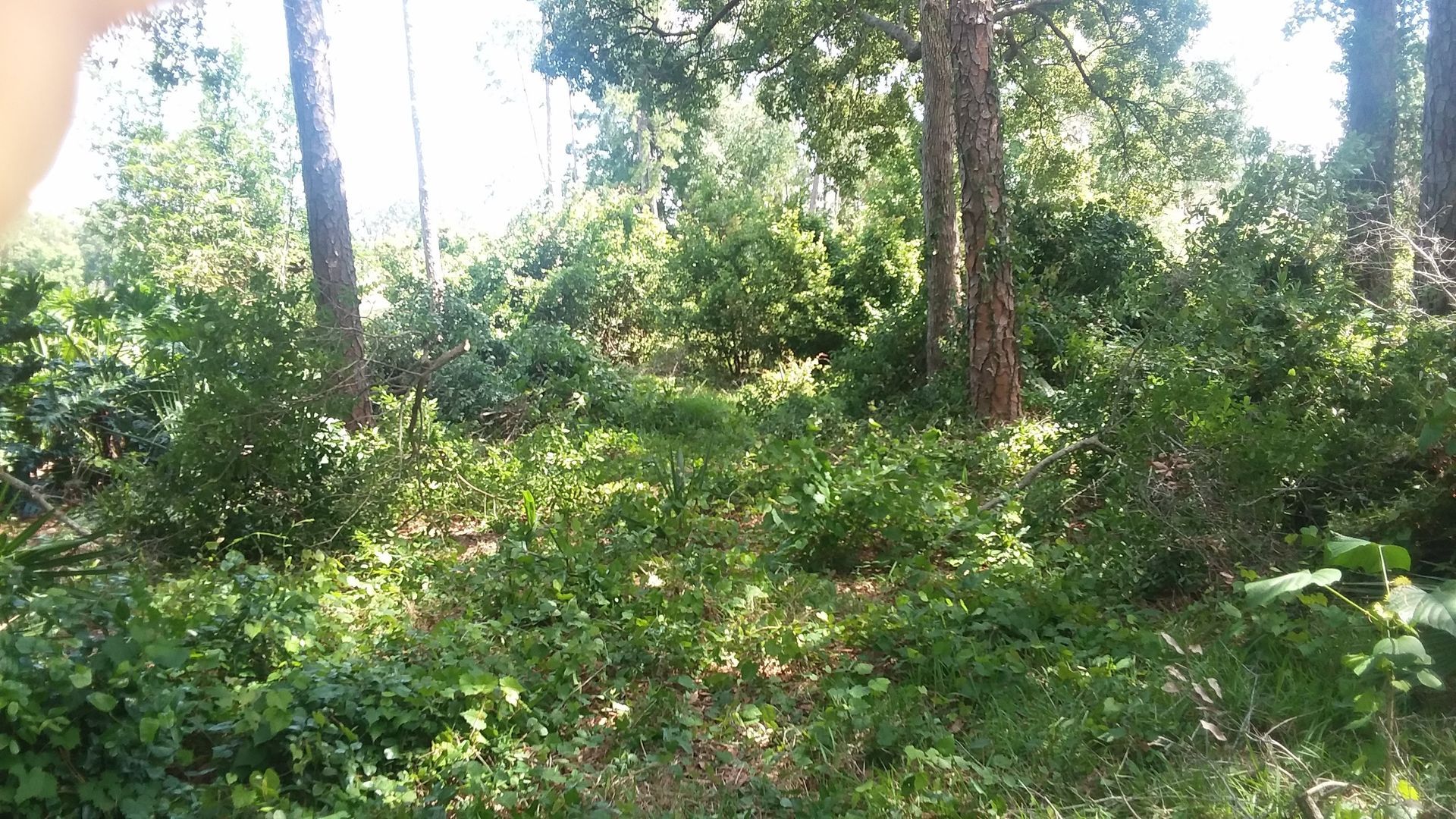 A person is standing in the middle of a lush green forest.