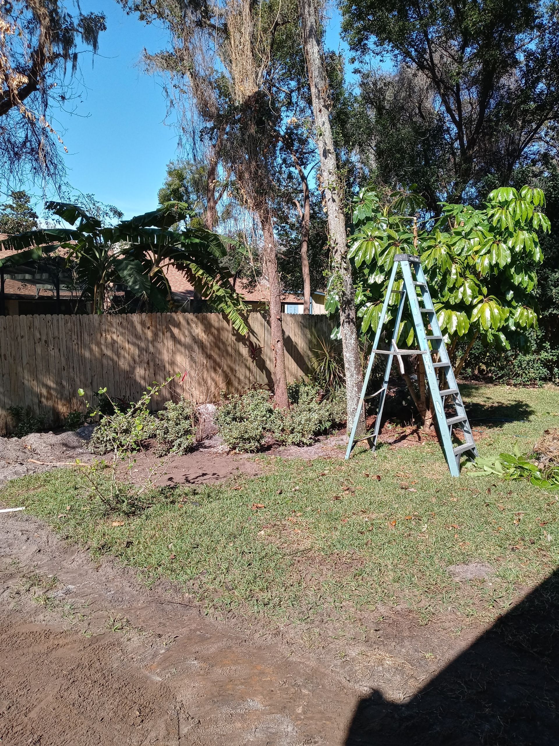 A ladder is sitting in the middle of a yard next to a tree.