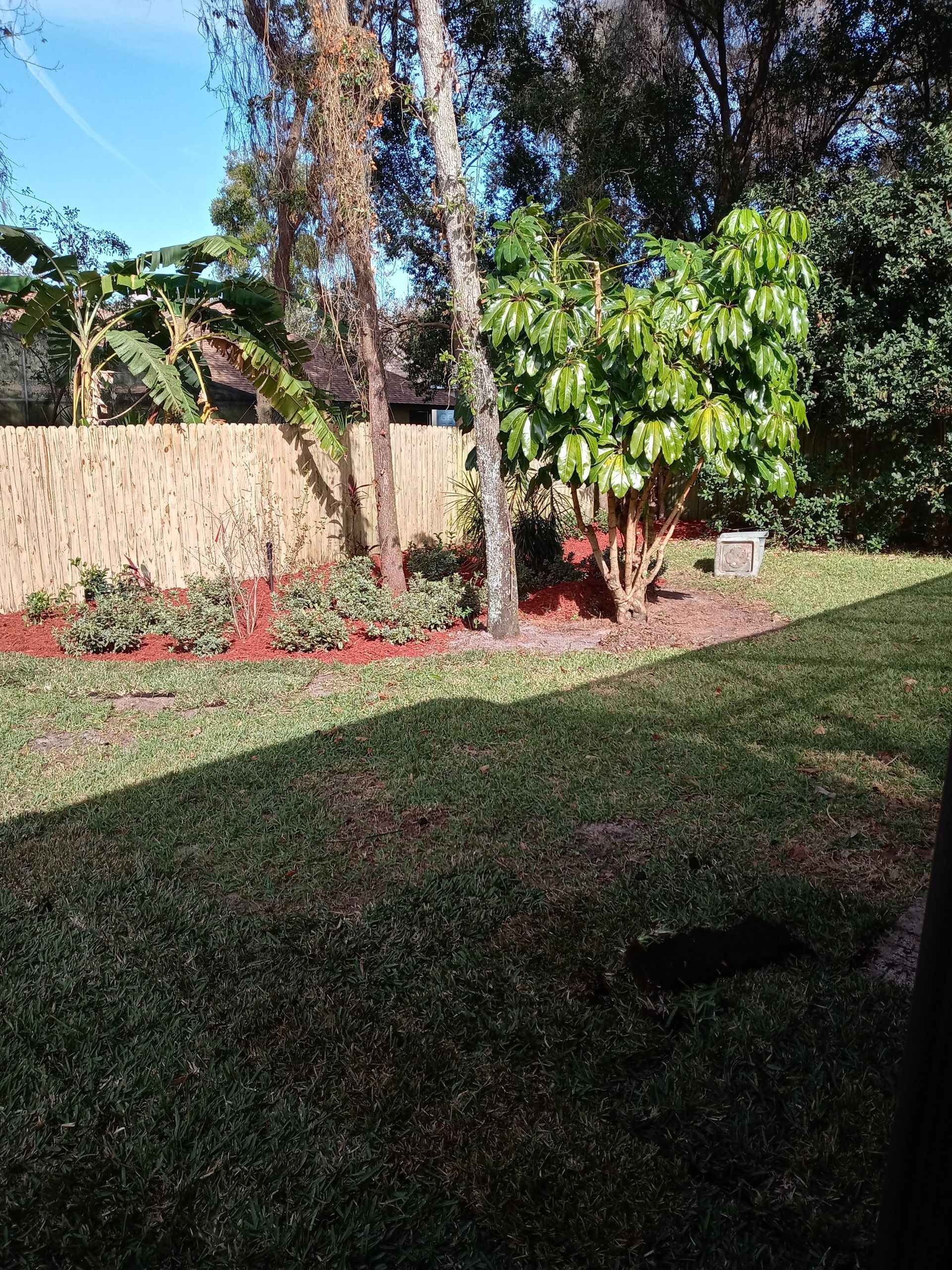 A lush green yard with trees and a fence in the background.