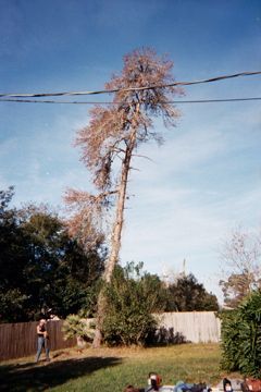 A man is standing next to a tree in a backyard.