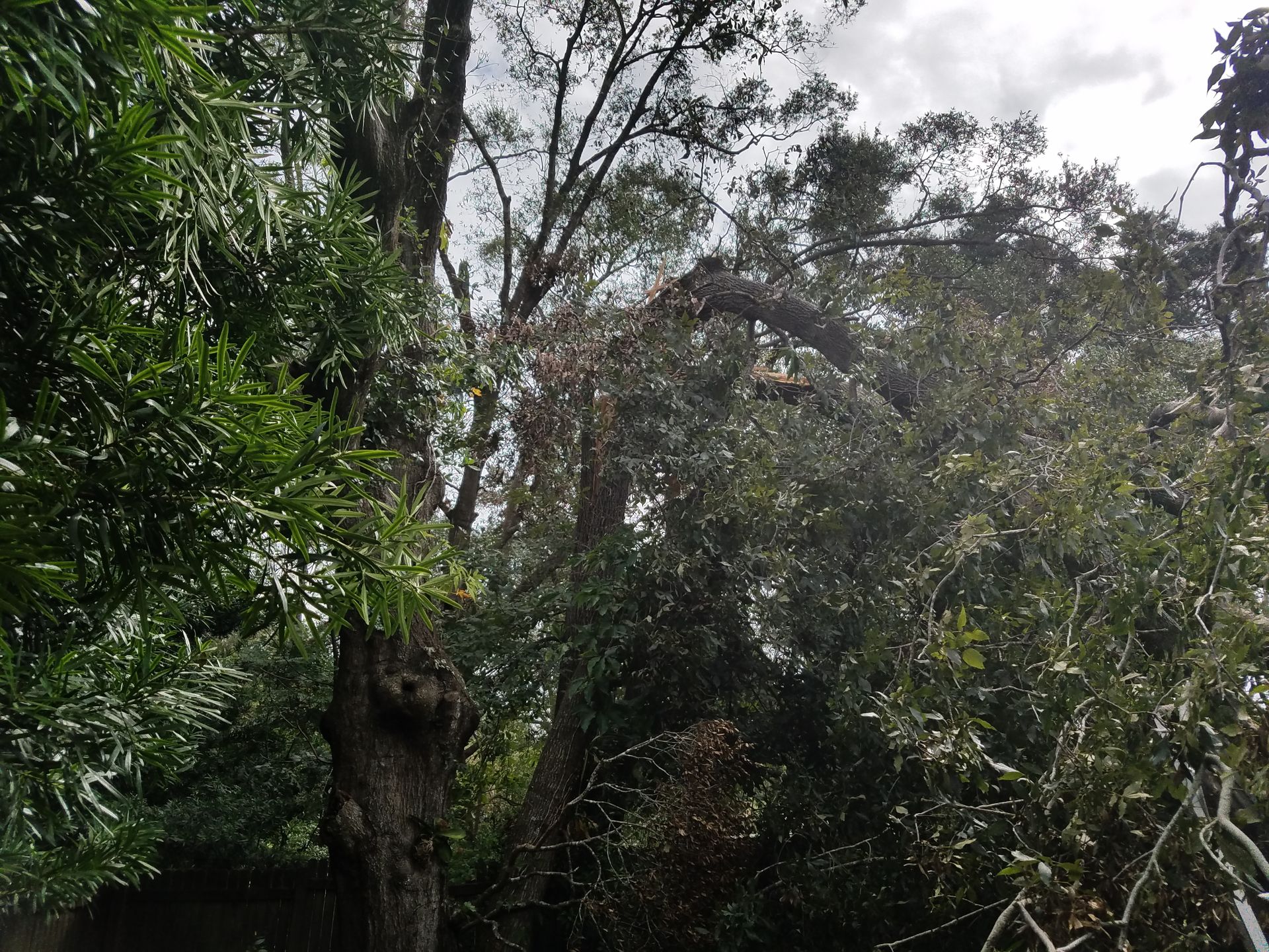 A tree with a lot of branches and leaves is in the middle of a forest.