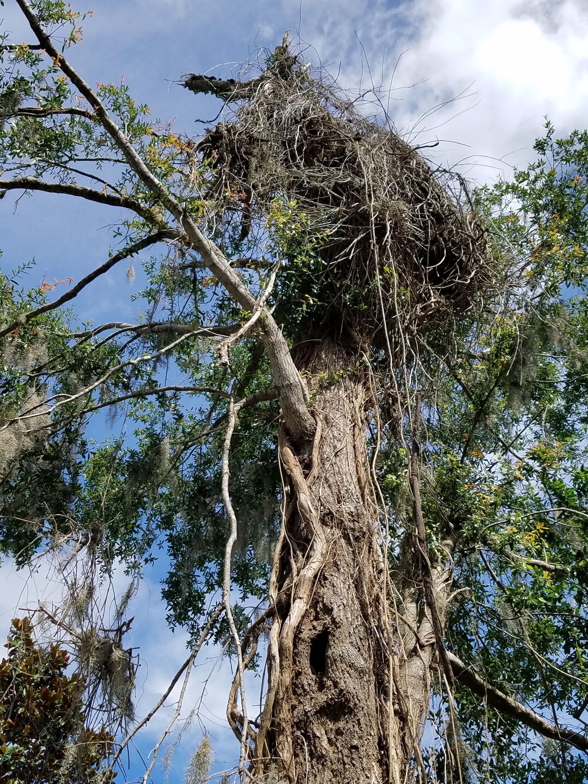 A man is cutting a tree with a chainsaw.