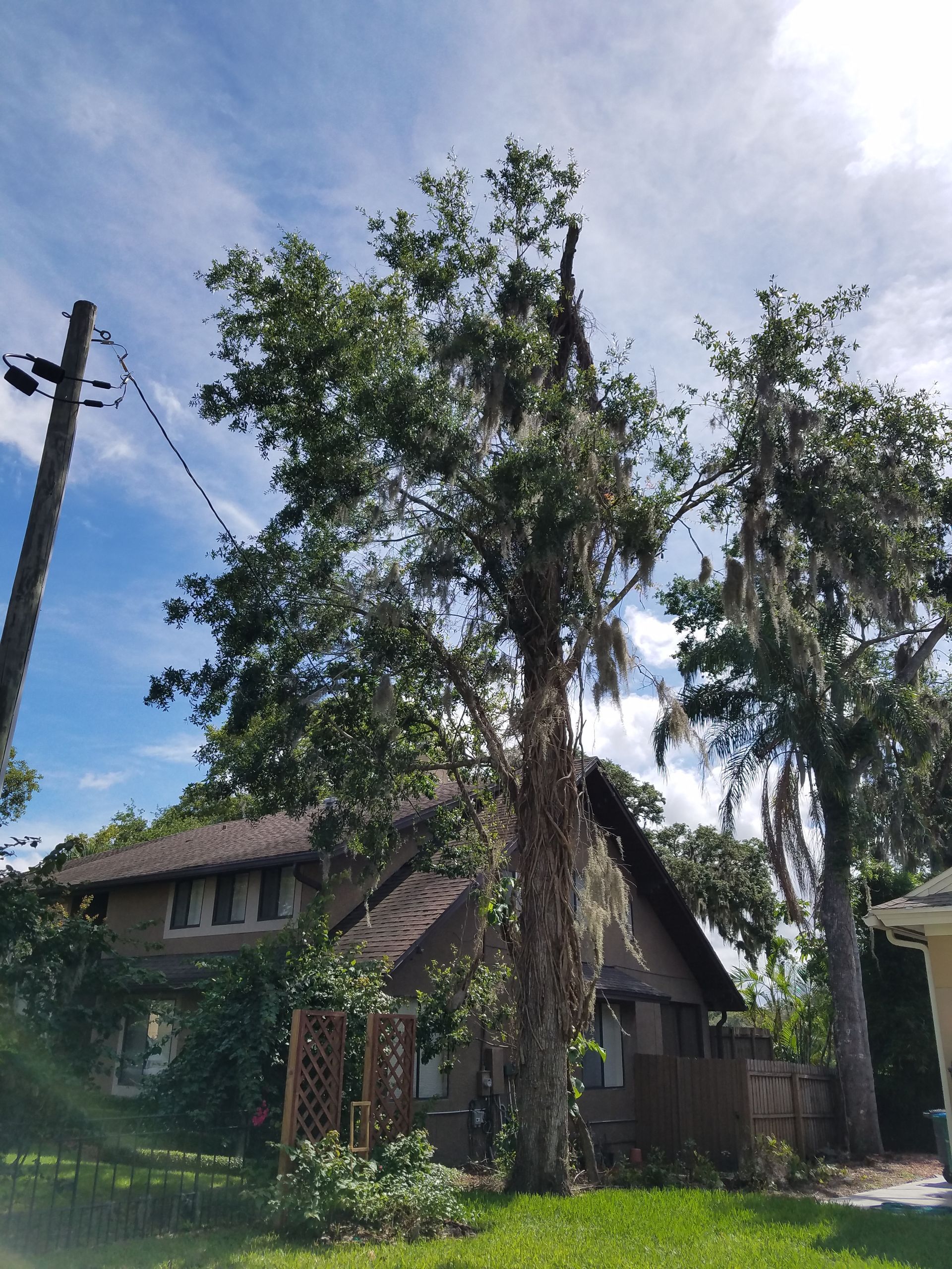 A house with a large tree in front of it.