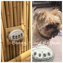 A dog is standing next to a bamboo wall and a soap dispenser.