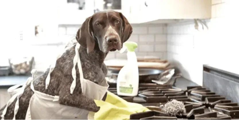 A dog wearing an apron is sitting on a stove in a kitchen.