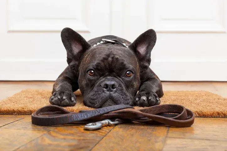 A french bulldog is laying on a door mat with a leash.
