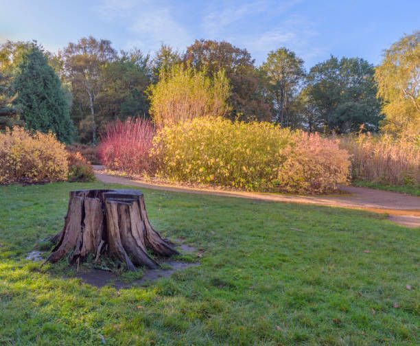 Tree Services - Kinston, NC - Garden Gator Landscape & Design