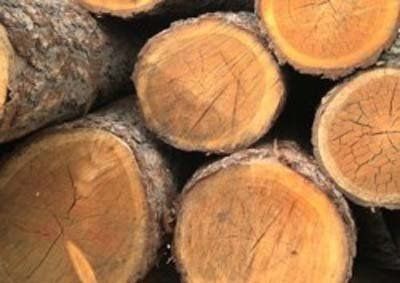 Legnami segheria Beverino La Spezia