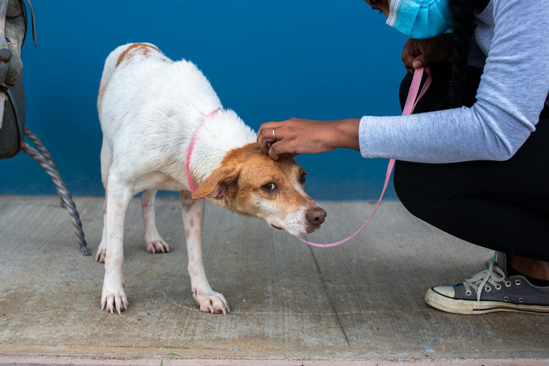 Person petting a white and brown dog on a leash. The dog is looking down, and they are standing in front of a blue wall.