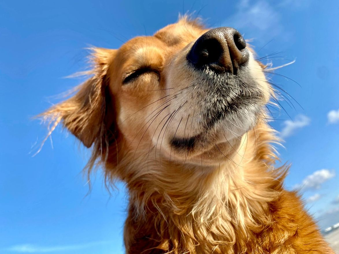 A close up of a dog with its eyes closed against a blue sky.