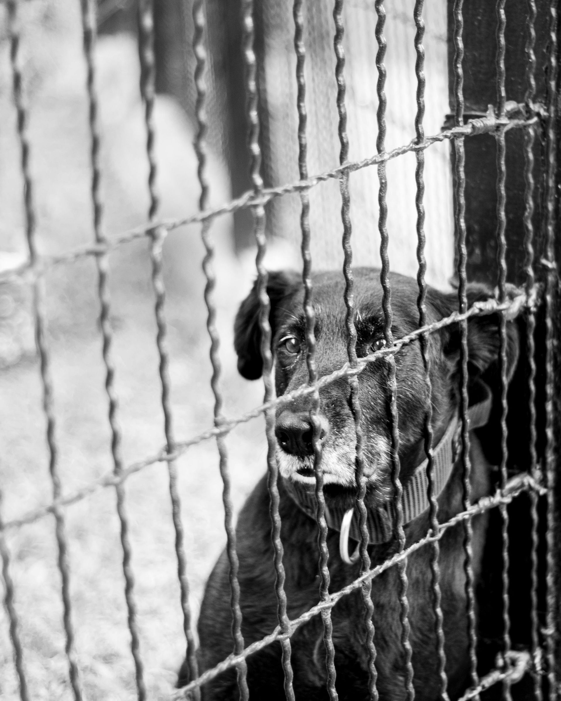 Black and white photo of a dog behind a chain-link fence, looking forlornly at the camera.