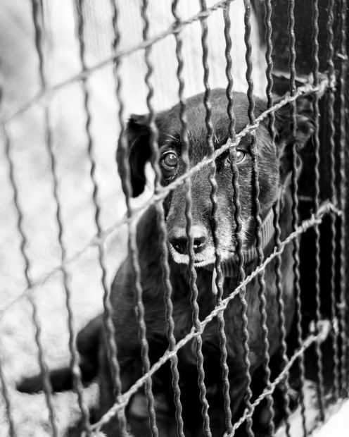 A black and white photo of a dog in a cage