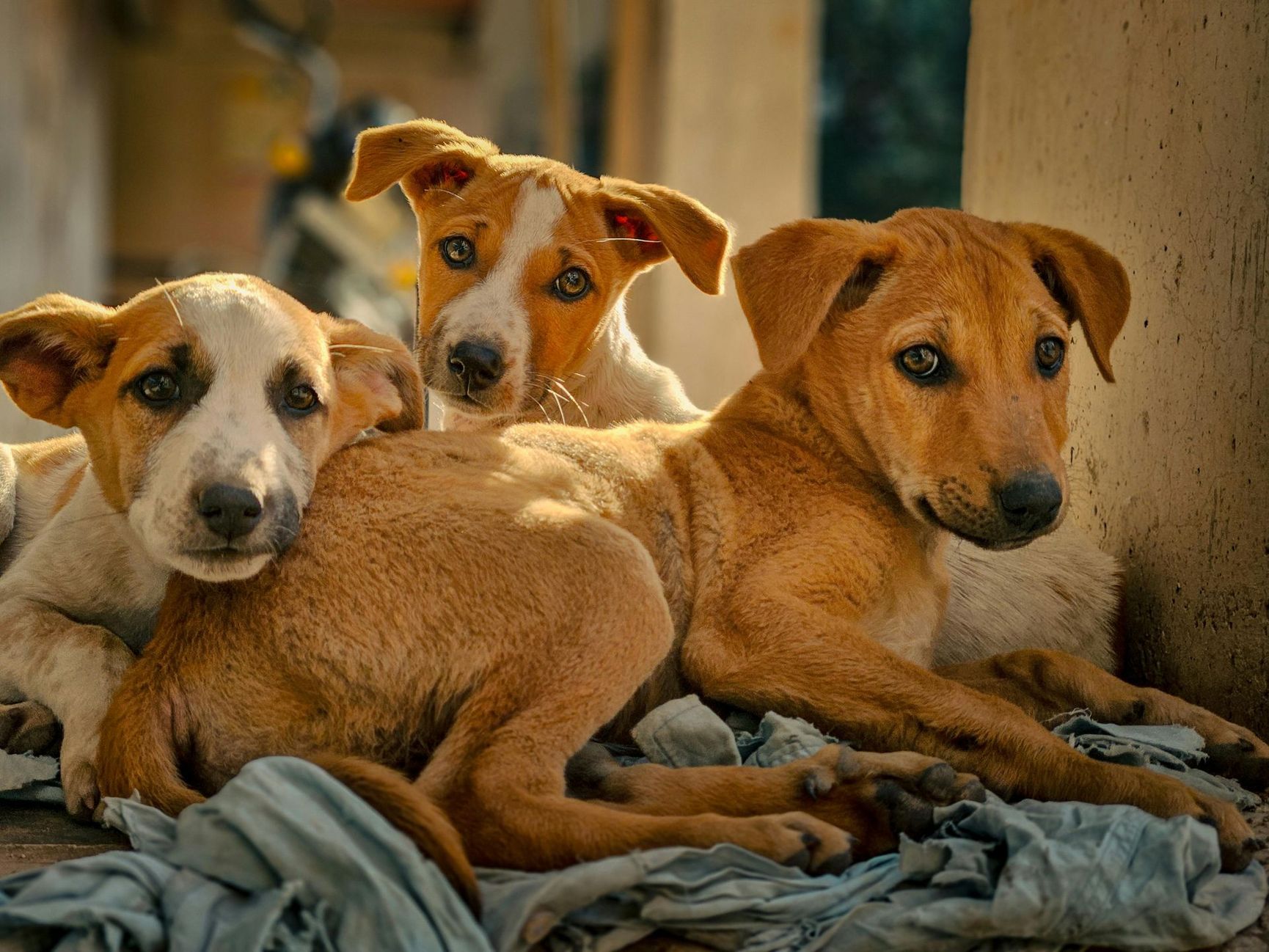 Three brown and white puppies are laying next to each other on a pile of clothes.