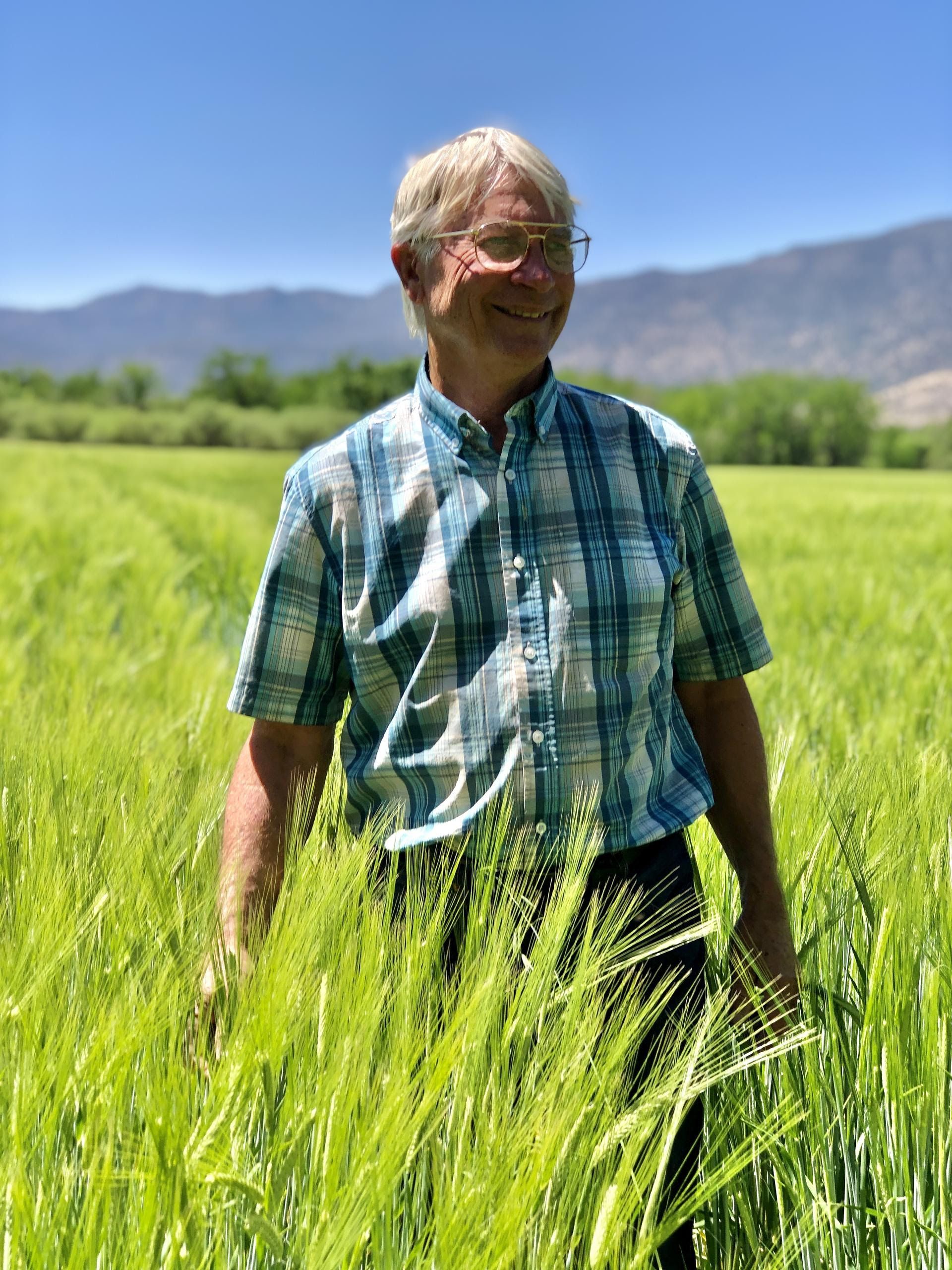 A man in a plaid shirt is standing in a field of wheat.