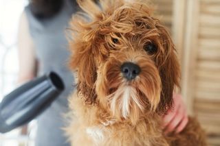 Pet grooming in Rowley Regis