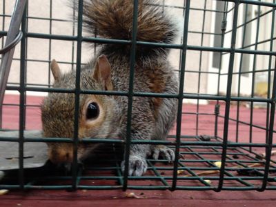 Squirrel Removal and Taming Squirrels - Animal Remover