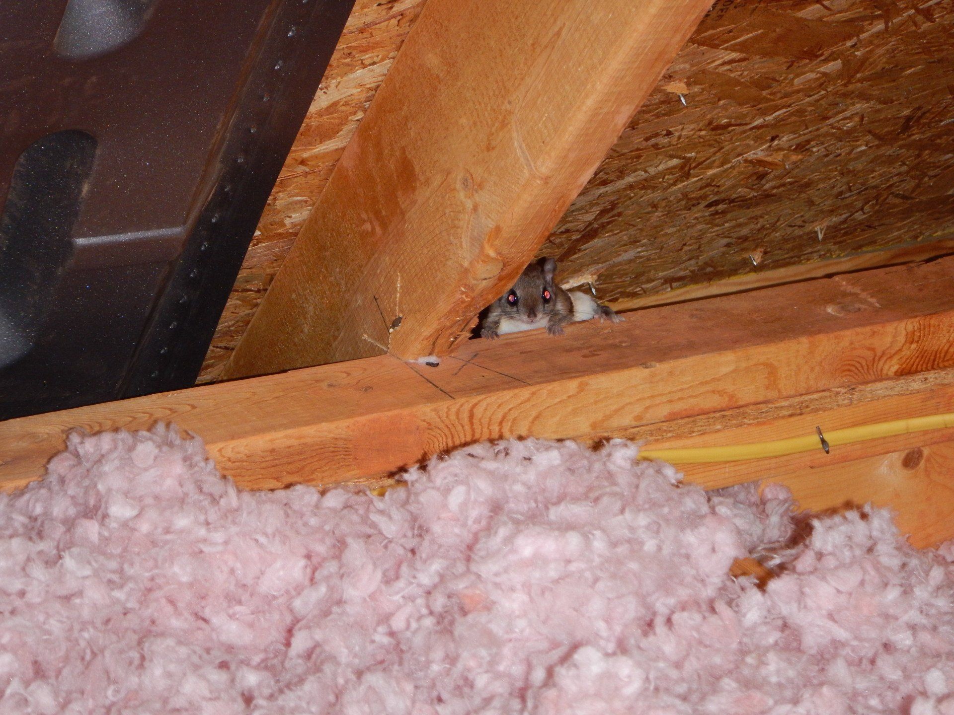 Hearing Noises In Your Attic?