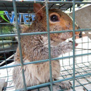 A Mouse on a Cage — Newnan, GA — Webbcon Wildlife Removal