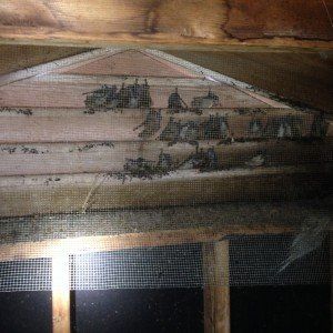 Bats Inside the Attic — Newnan, GA — Webbcon Wildlife Removal