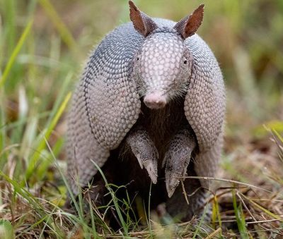 Armadillo Removal | Newnan, GA | Webbcon Wildlife Removal