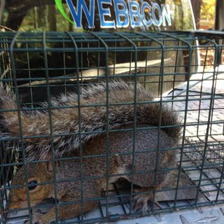 Big Squirrel in Cage — Newnan, GA — Webbcon Wildlife Removal