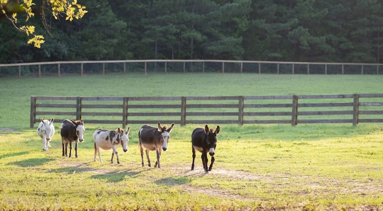 A herd of donkeys standing in a grassy field next to a wooden fence.