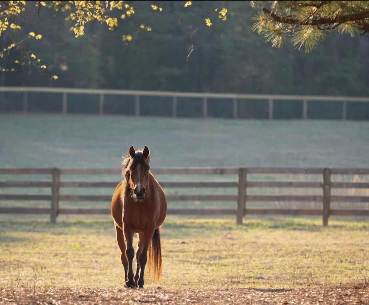 A brown horse standing in a field with a wooden fence in the background