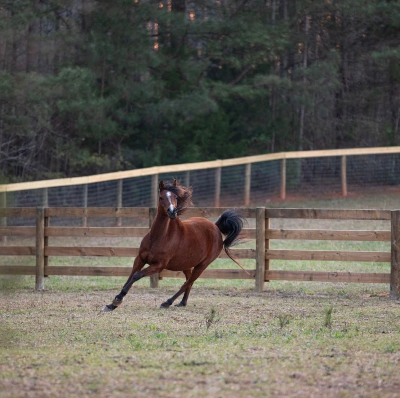 A brown horse is running in a field behind a wooden fence