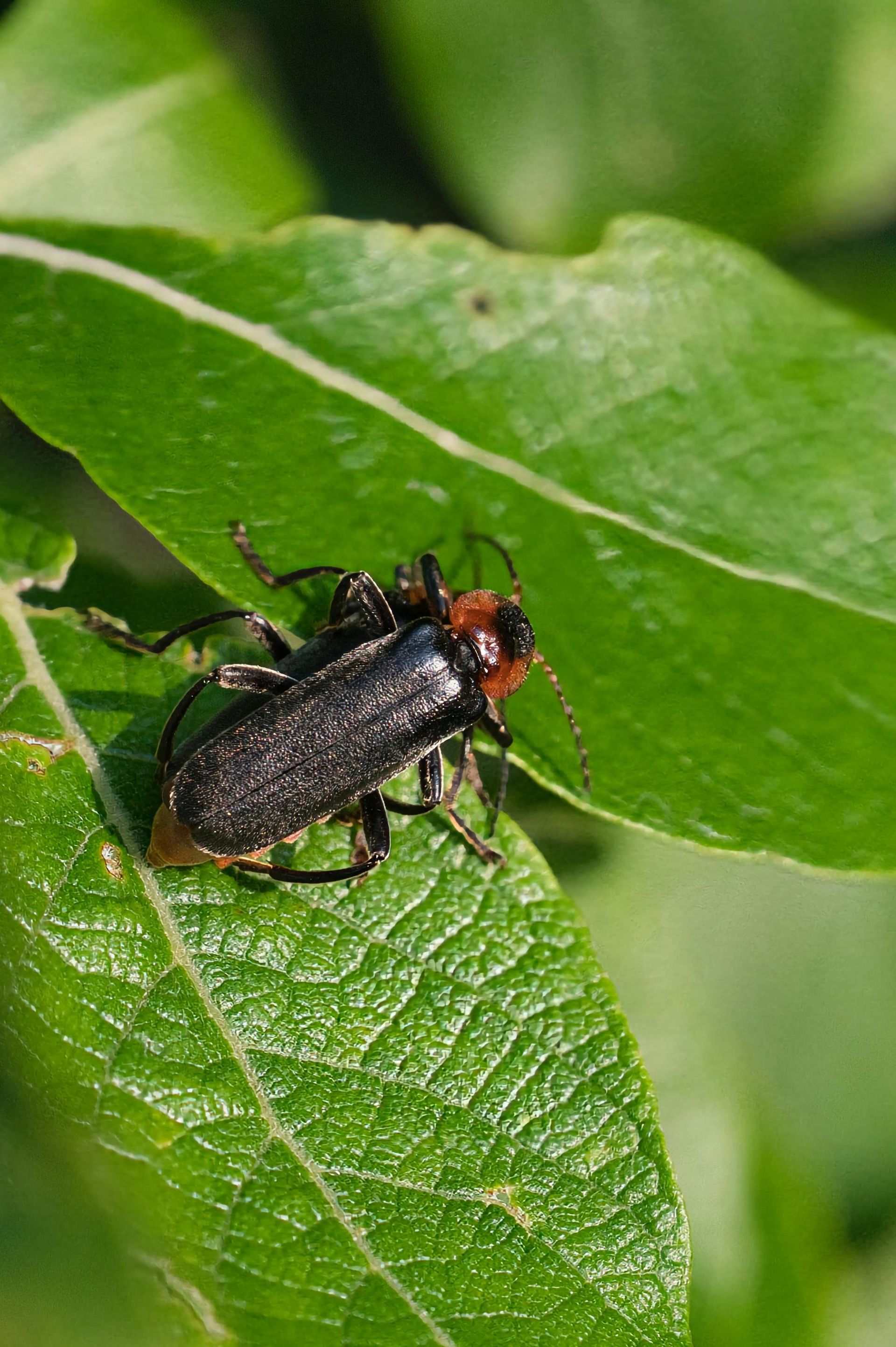 A black and red beetle is sitting on a green leaf.
