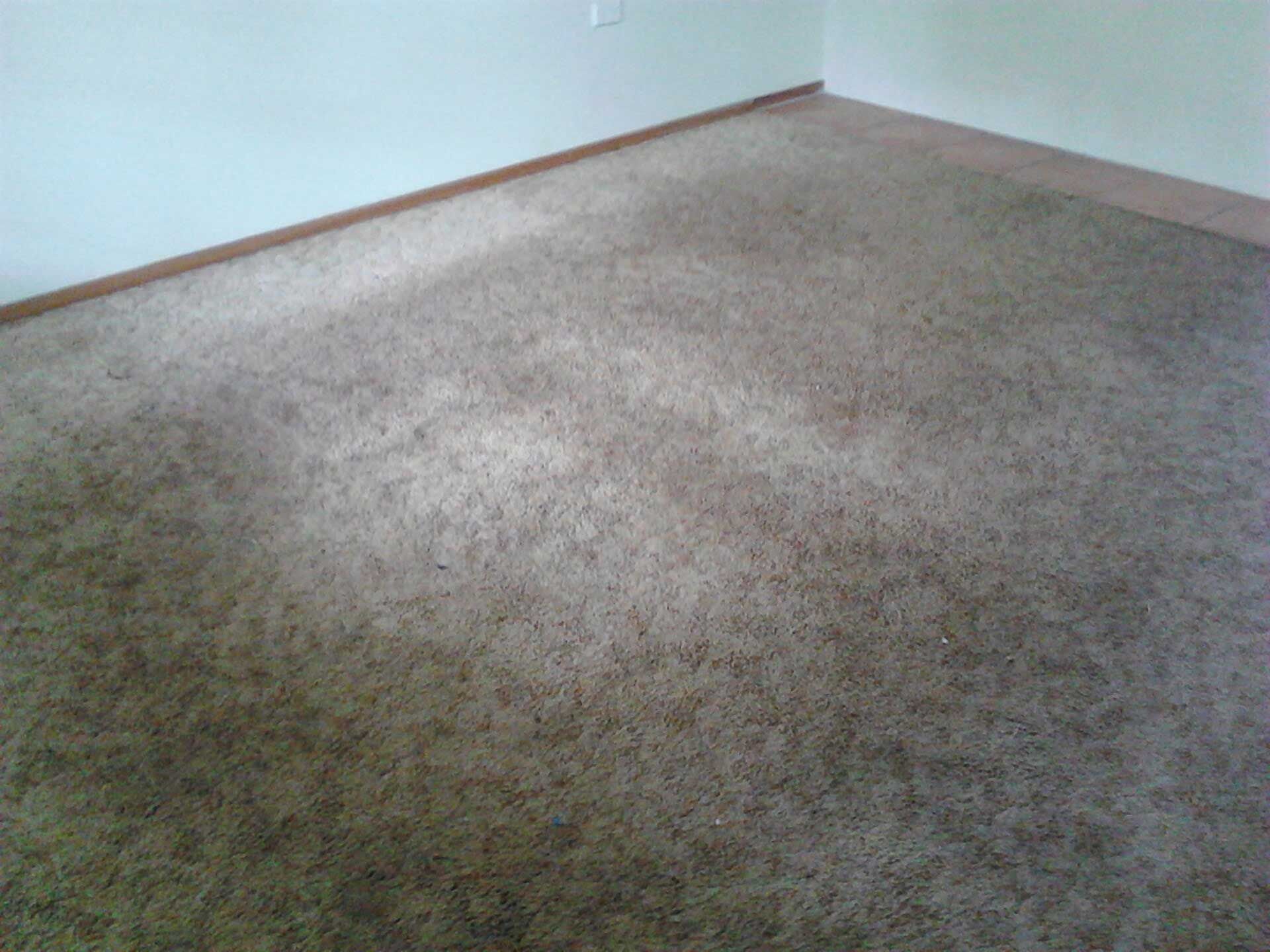 Professional Carpet Cleaning Service for Water-Damaged Carpets — Carpet Cleaning in Goonellabah, NSW