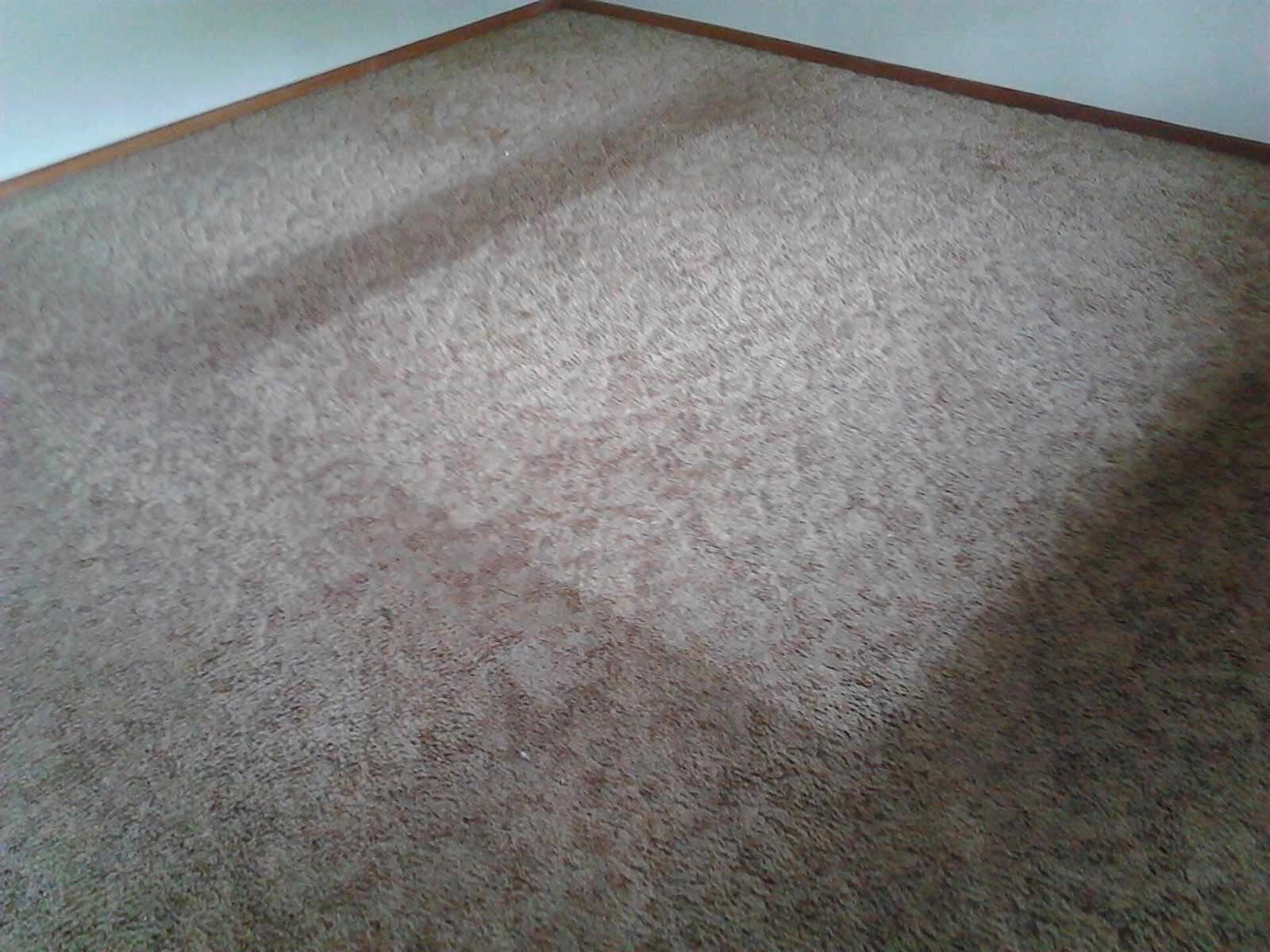 Carpet Dry Part — Carpet Cleaning in Goonellabah, NSW