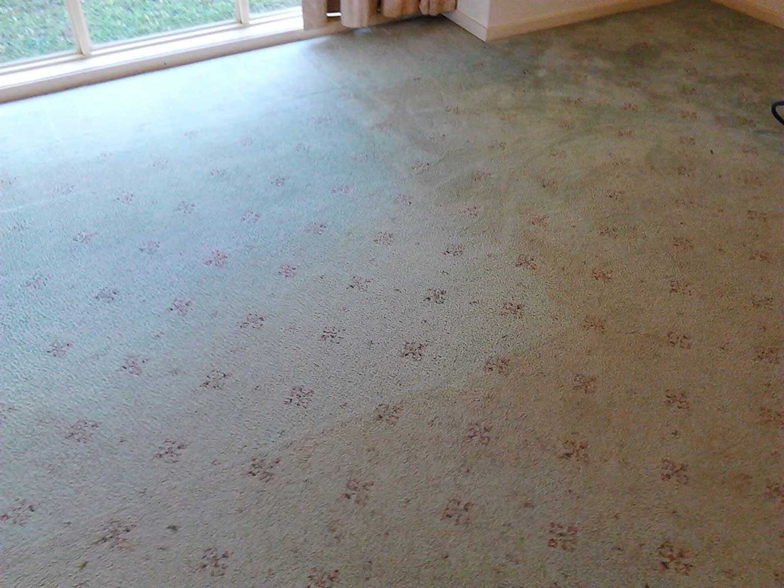 Professionally Cleaning Carpets — Carpet Cleaning in Goonellabah, NSW