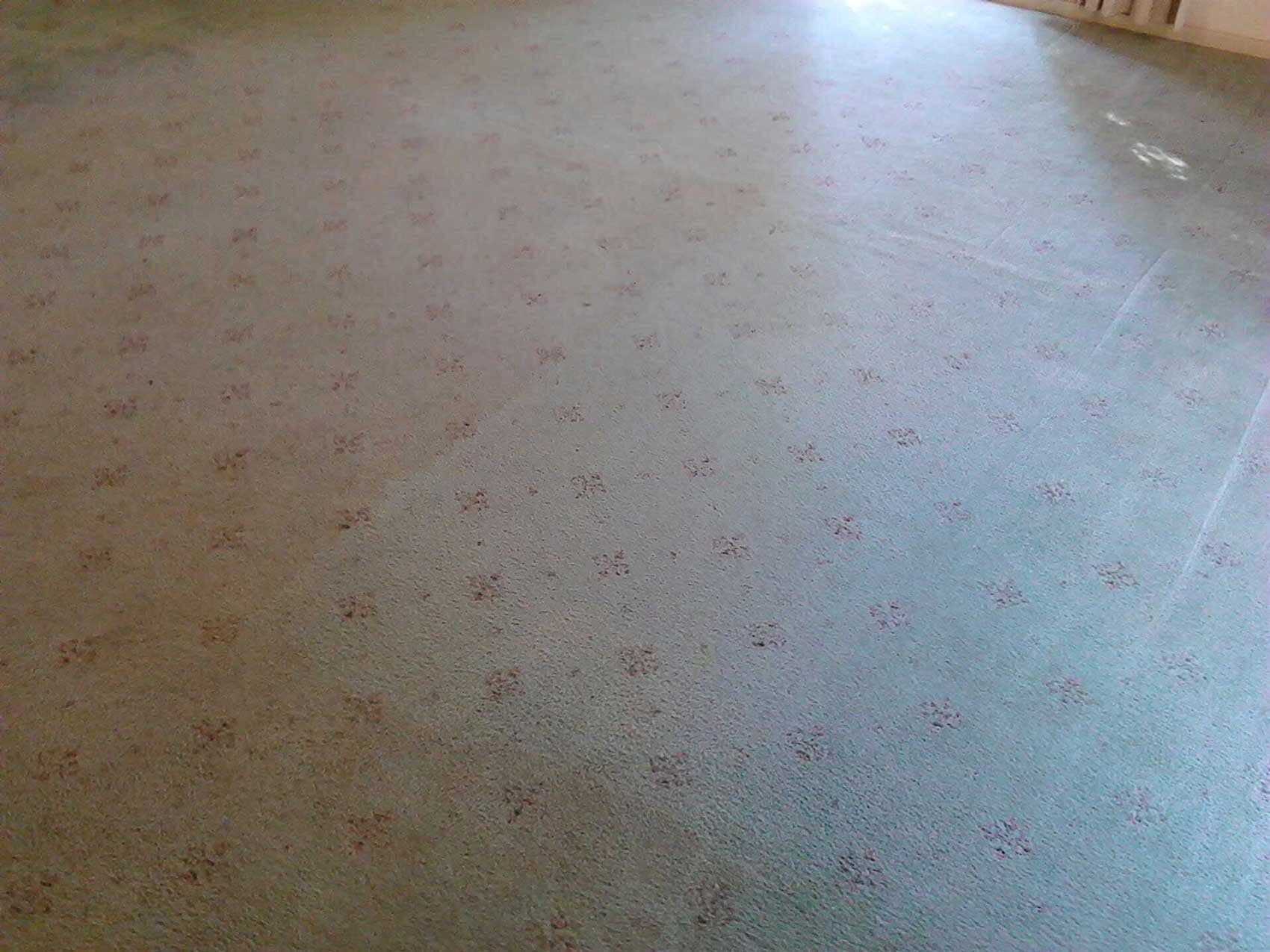 Elegant Carpet Cleaning Services — Carpet Cleaning in Goonellabah, NSW