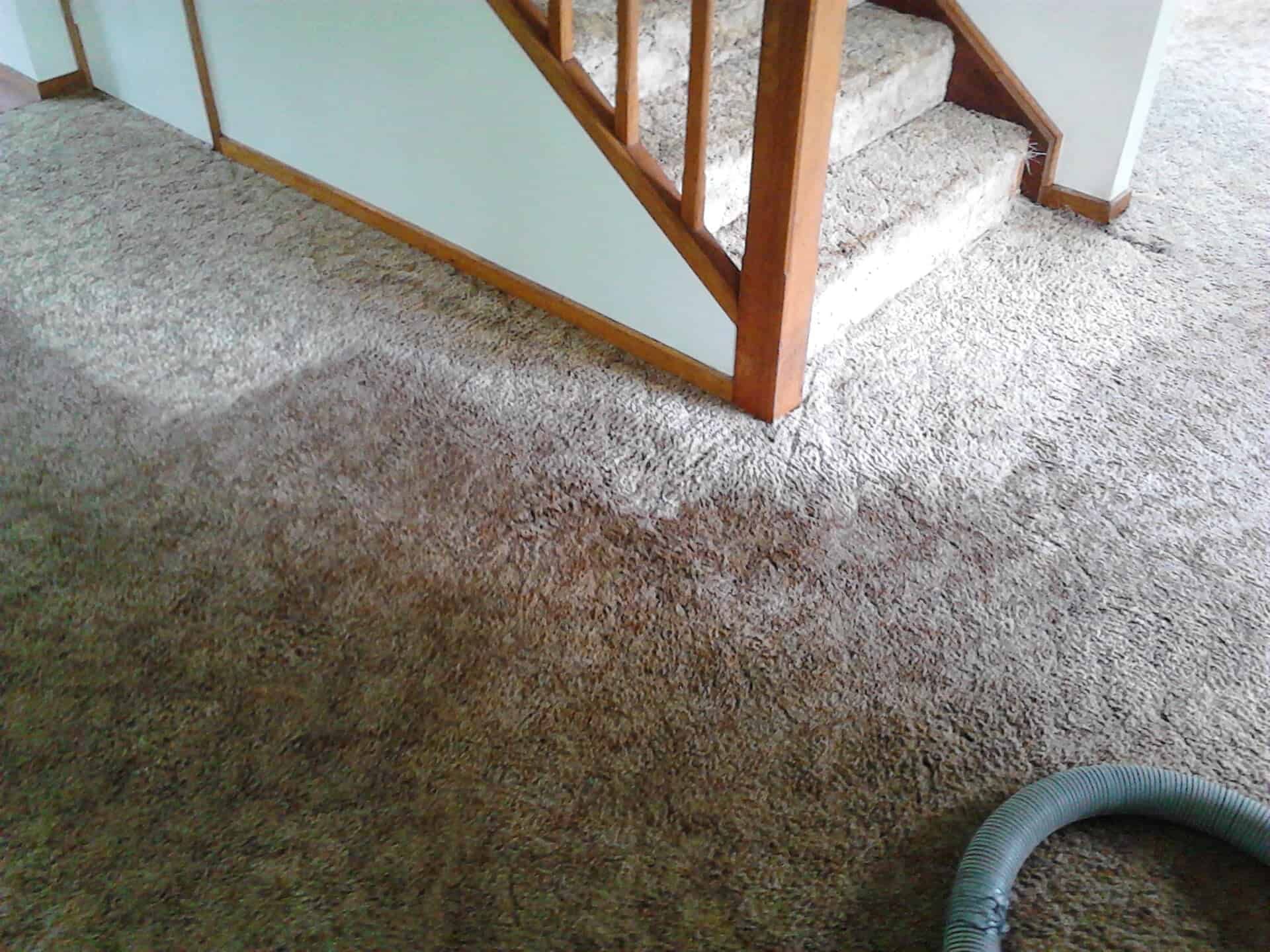 Freshly Cleaned Carpet for Gava Professional Carpet Cleaning — Carpet Cleaning in Goonellabah, NSW