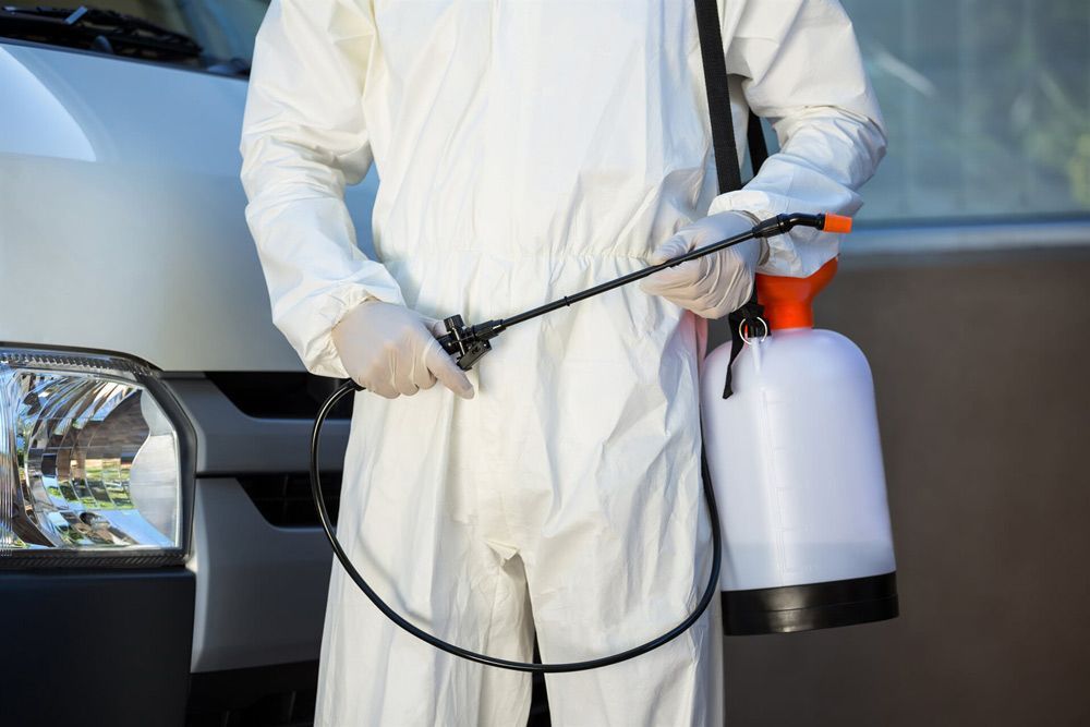 Professional Pest Control Services to Maintain Cleanliness and Hygiene — Carpet Cleaning in Goonellabah, NSW