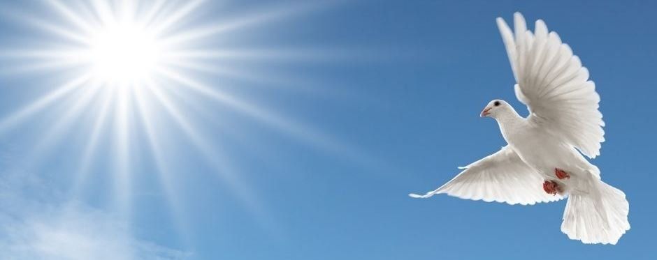 White dove flying towards the sun in a clear blue sky