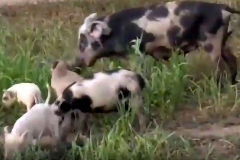 Elevage cochons Anna Nianing