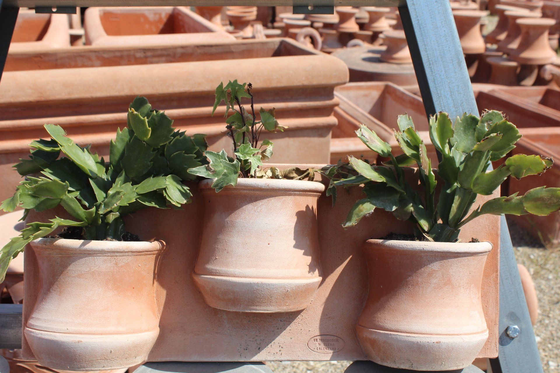 Terracotta con pianta