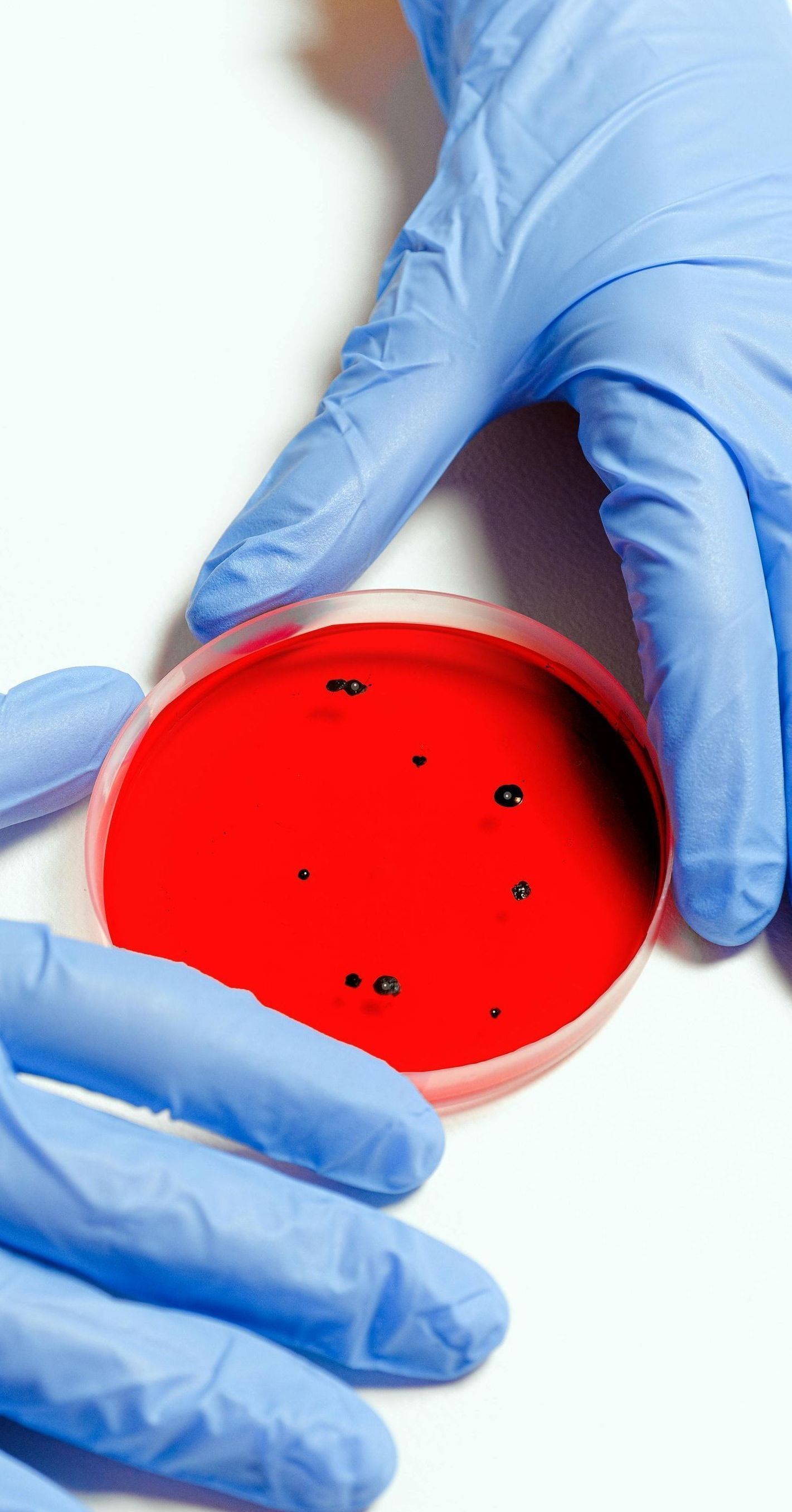 A person wearing blue gloves is holding a petri dish filled with red liquid.