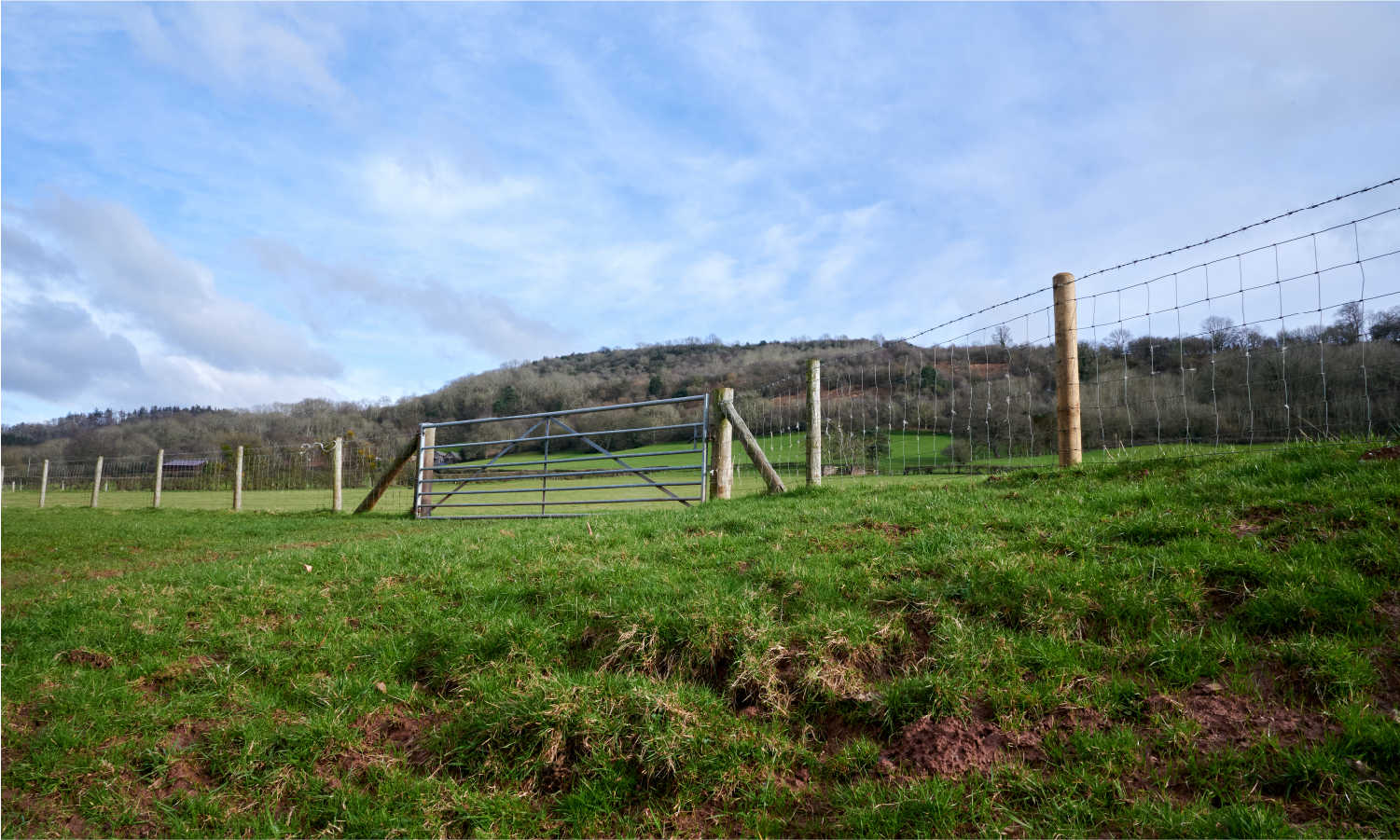 There is a barbed wire fence in the middle of a grassy field.