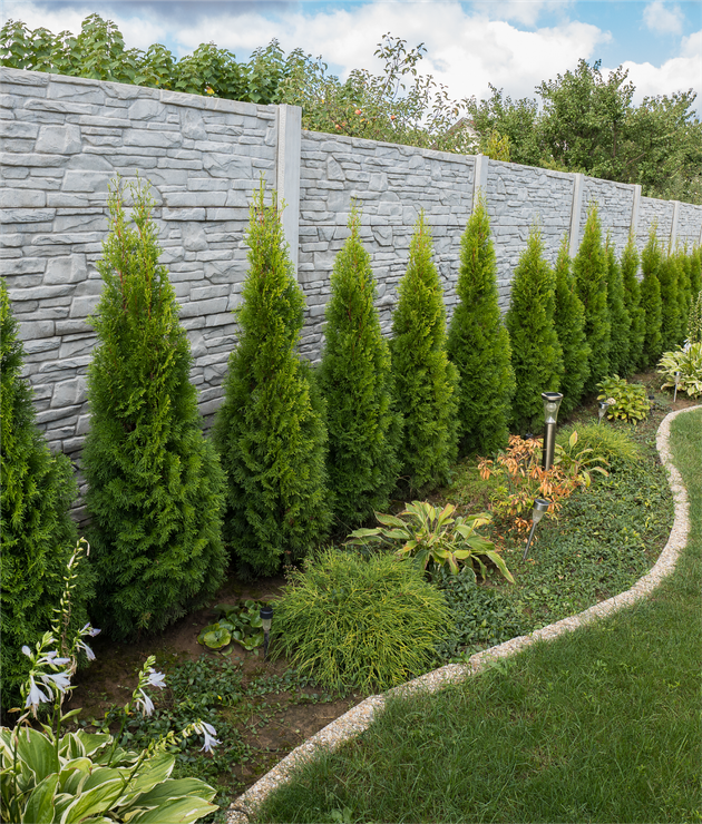 A row of trees growing next to a stone fence in a garden.