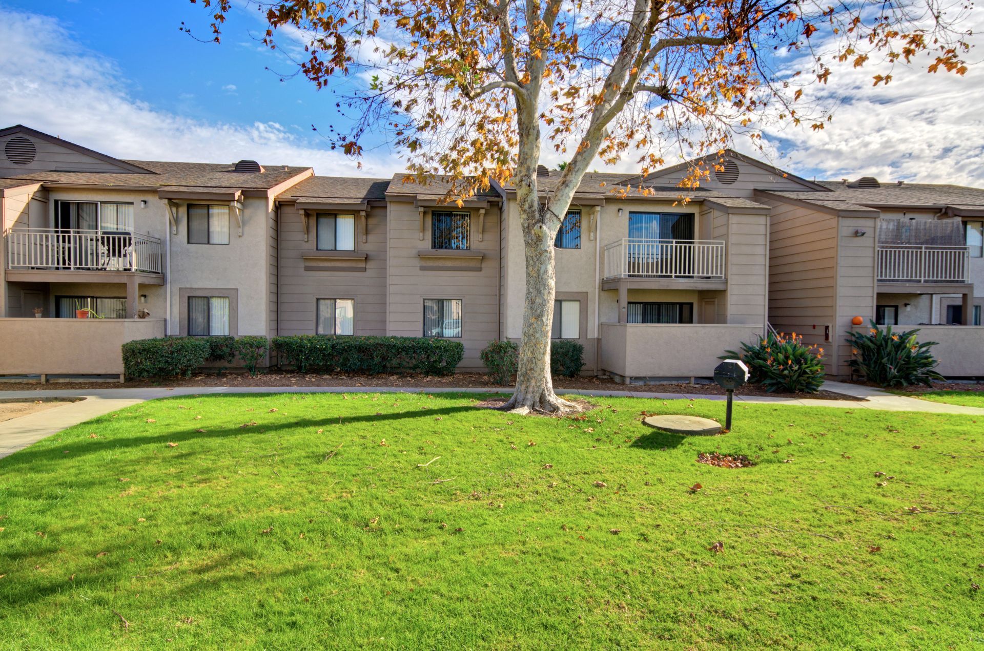 a row of apartment buildings with a tree in front of them