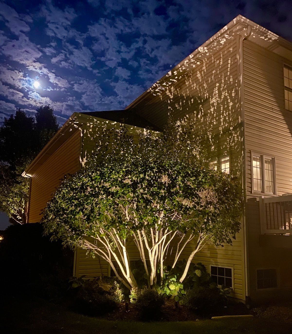 A tree is lit up in front of a house at night