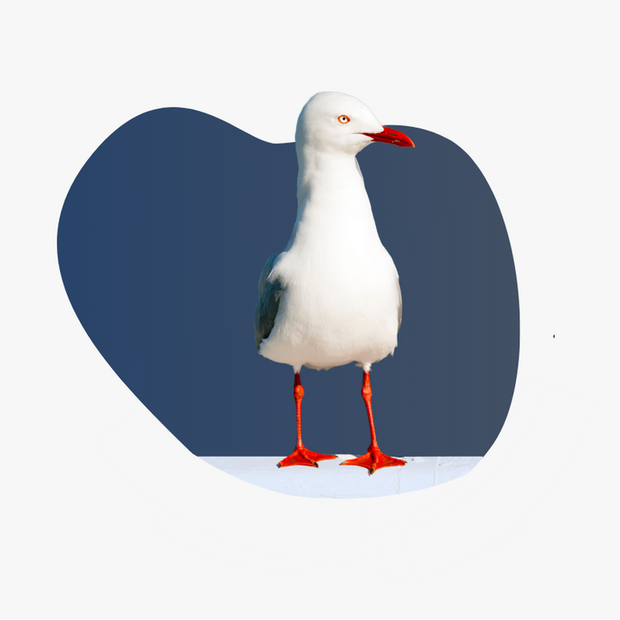 A white seagull with red feet and a red beak