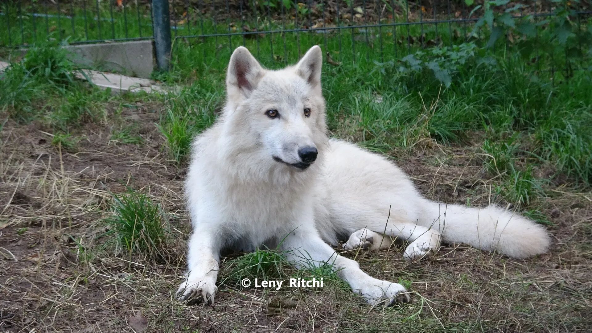 Arctische wolvin Kiya